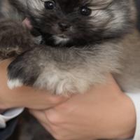 Spitz Pomerania