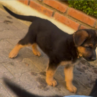 Ultima cucciola di Pastore Tedesco