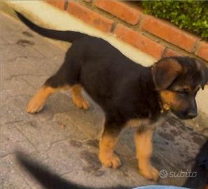 Ultima cucciola di Pastore Tedesco