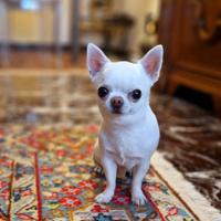 Chihuahua maschio per monta/accoppiamento