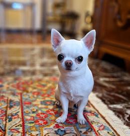 Chihuahua maschio per monta/accoppiamento