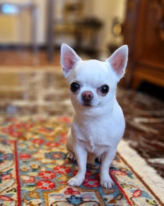 Chihuahua maschio per monta/accoppiamento