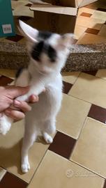 Super baby gatto in adozione