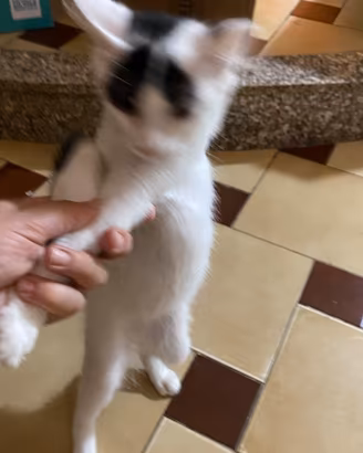 Super baby gatto in adozione