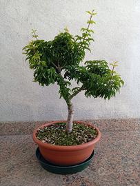 Bonsai acero