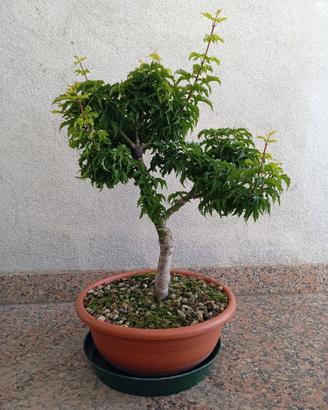 Bonsai acero