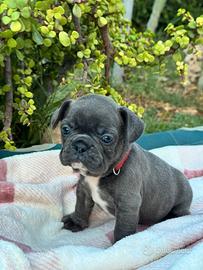 Cuccioli bulldog francese esotici