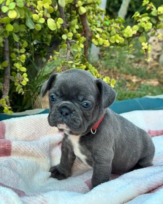 Cuccioli bulldog francese esotici