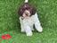 Immagine 5