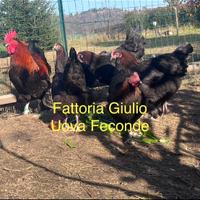Marans Australorp Araucana Galline