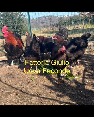 U0va Marans Australorp Araucana Galline