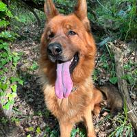 Pastore tedesco per monta