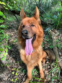 Pastore tedesco per monta