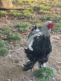 Gallo Brahma