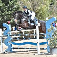 Cavallo sella Italiano 9 y.o