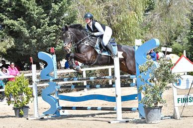 Cavallo sella Italiano 9 y.o