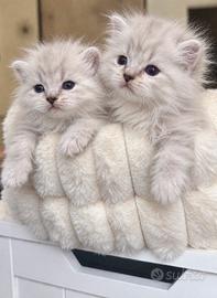 Dolcissimi Gattini British/Scottish Long Hair