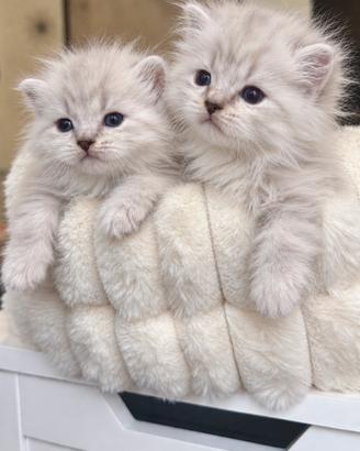 Dolcissimi Gattini British/Scottish Long Hair