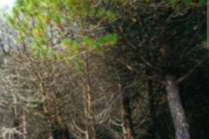 Pini ed eucalipti in foresta