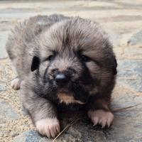 Cuccioli pastore del caucaso