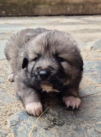 Cuccioli pastore del caucaso