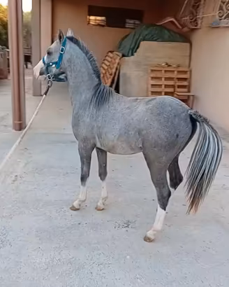 Disponibili vari pony