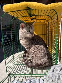 Gatta bengala adulta giovane e meno