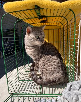 Gatta bengala adulta giovane e meno