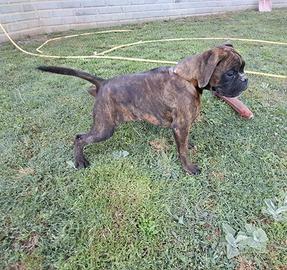 cucciolo boxer