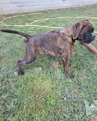 cucciolo boxer