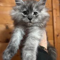 Cucciola Maine coon smoke