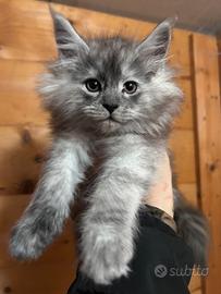Cucciola Maine coon smoke
