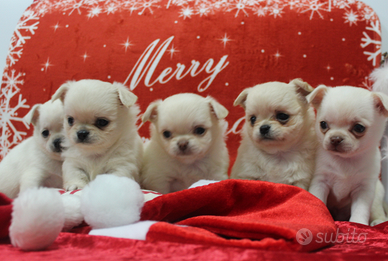 Chihuahua selezionati pedigree enci