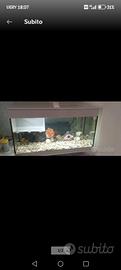 acquario
