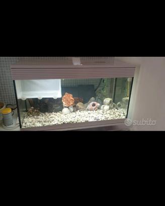 acquario