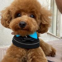 Barbone toy PER MONTE