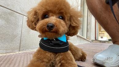 Barbone toy PER MONTE