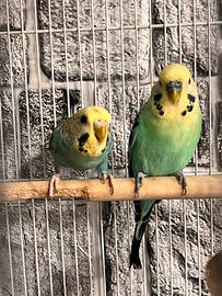 Coppia di cocorita