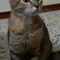 Gatti una femmina e cuccioli
