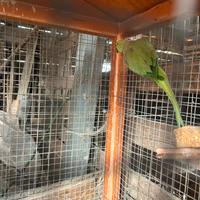 Coppia parrocchietti dal collare