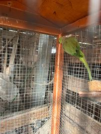 Coppia parrocchietti dal collare