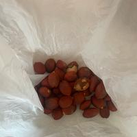 Semi di palma pianta giardino