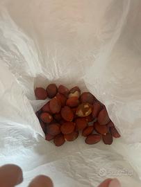 Semi di palma pianta giardino