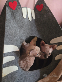 Allevamento con affisso