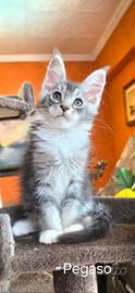 Cuccioli maschi di mainecoon con pedigree
