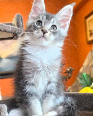 Cuccioli maschi di mainecoon con pedigree