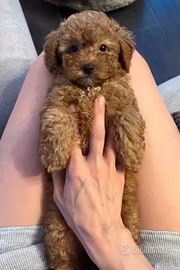 Cuccioli barboncini Toy MiniToy nano da scegliere