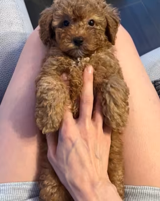 Cuccioli barboncini Toy MiniToy nano da scegliere