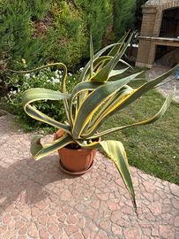 Pianta Agave