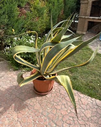 Pianta Agave